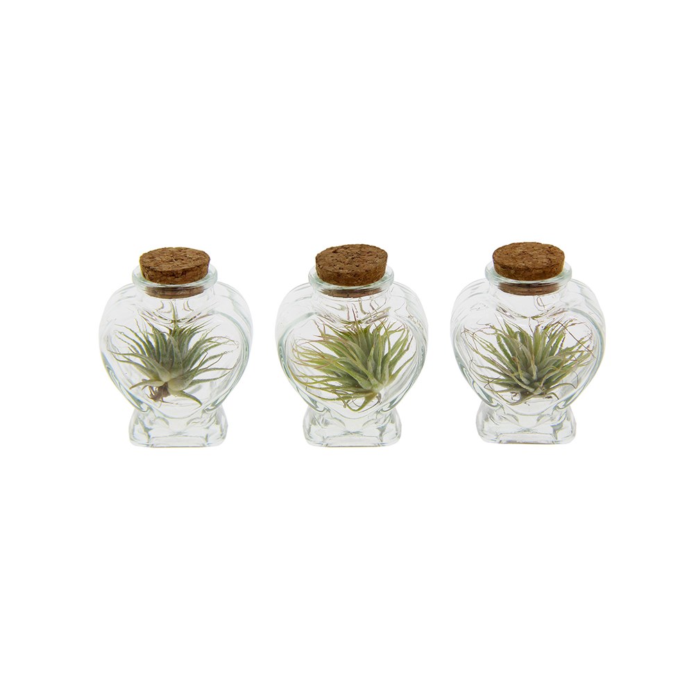 Airplants love