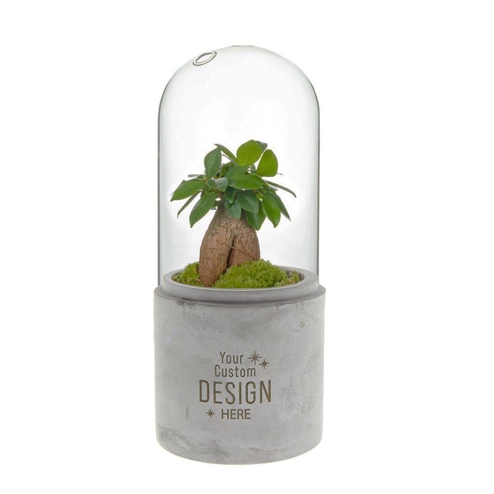 Plant terrarium concrete - ecosystem in giftbox